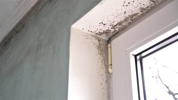 Why You Should Choose Our Mold Remediation Services in East Hazel Crest, IL